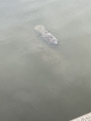 Trichechus