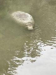 Trichechus