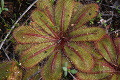 Drosera bulbosa