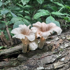 Pleurotus cornucopiae