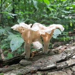 Pleurotus cornucopiae