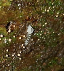 Entomophthoraceae
