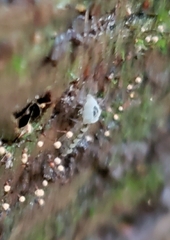 Entomophthoraceae