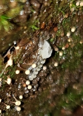 Entomophthoraceae