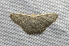 Lophophleps triangularis