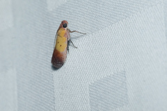 Piesmopoda semilutea