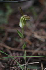 Pterostylis erubescens