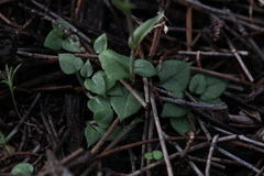 Pterostylis erubescens