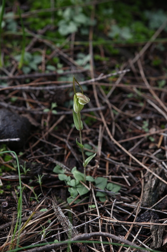 Image of Pterostylis erubescens by (c) Hugo Innes, some rights reserved (CC BY)