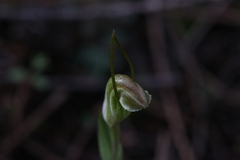 Pterostylis erubescens