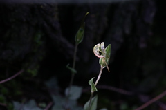 Pterostylis erubescens