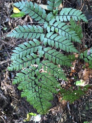 Polystichum vestitum