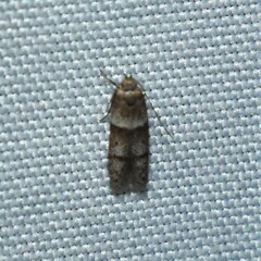 Blastobasis pulchella