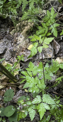 Osmorhiza depauperata