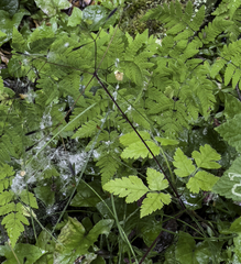 Osmorhiza depauperata