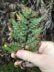 Polystichum vestitum