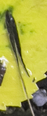 Osmorhiza depauperata