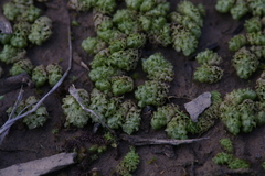 Fossombronia intestinalis