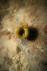 Homophyllia australis