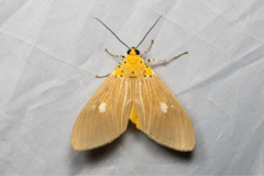 Asota plaginota