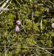 Vaccinium microcarpum