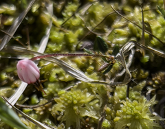 Vaccinium microcarpum