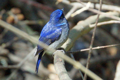 Niltava macgrigoriae