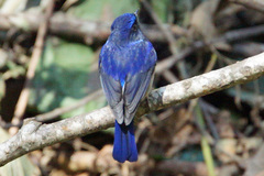 Niltava macgrigoriae