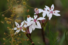 Burchardia multiflora