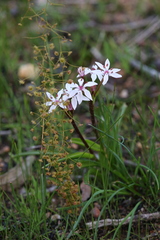 Burchardia multiflora