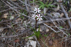 Burchardia multiflora