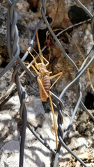 Ephippiger apulus italicus