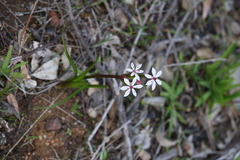Burchardia multiflora
