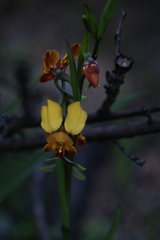 Diuris brumalis
