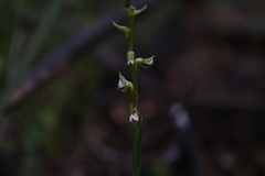 Prasophyllum fimbria