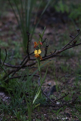 Diuris brumalis