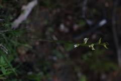 Prasophyllum fimbria