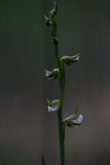 Prasophyllum fimbria