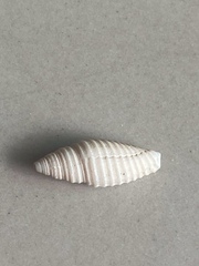 Mitridae