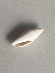 Mitridae