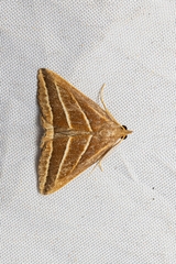 Bleptina albolinealis