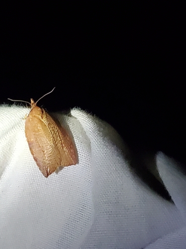 Western Avocado Leafroller Moth photo 2