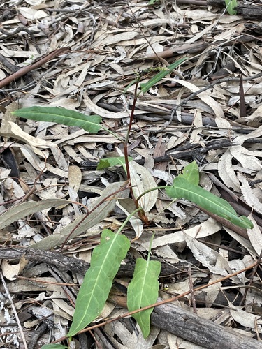 Rumex brownii