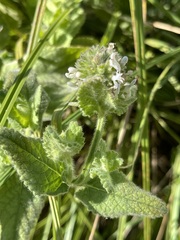 Stachys pycnantha