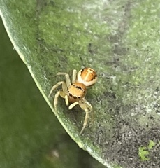 Cosmophasis lami