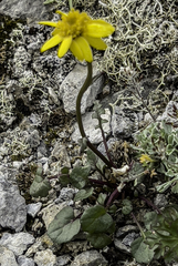 Packera heterophylla