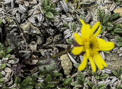 Packera heterophylla