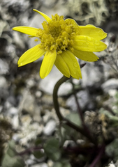 Packera heterophylla