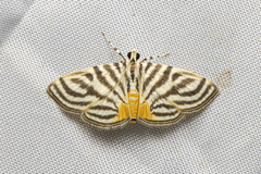 Dichocrocis rigidalis