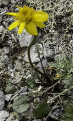 Packera heterophylla